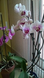 WP 20160702 13 00 26 Pro